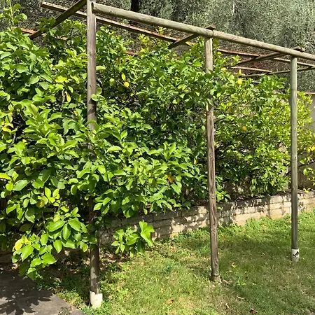 Dei Limoni Malcesine